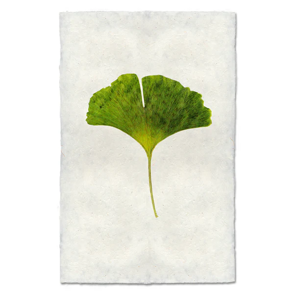 Art Print Of A Green Ginkgo Leaf