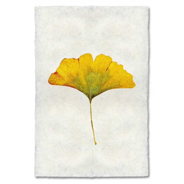 Art Print Of A Yellow Ginkgo Leaf